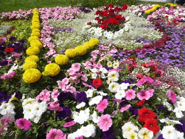 大通花壇コンクール