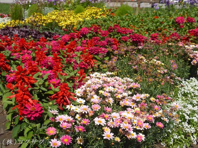 大通花壇コンクール