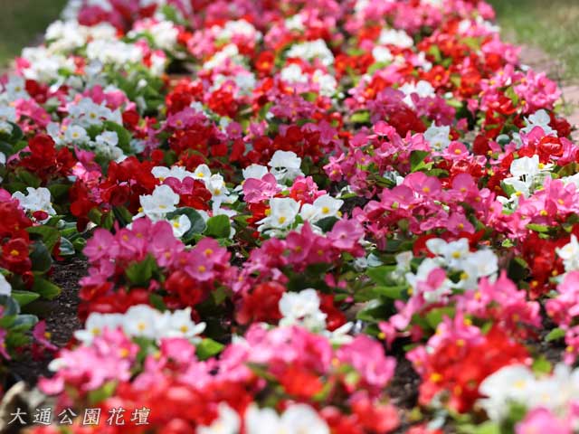 大通公園の花壇、ベゴニア
