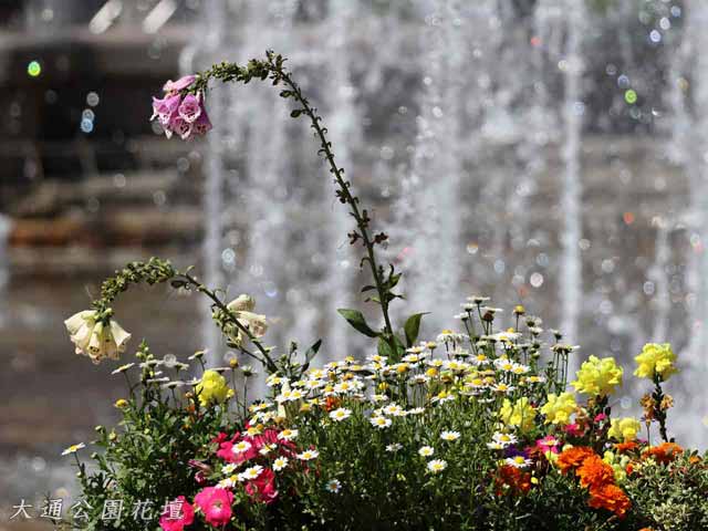 大通花壇コンクール