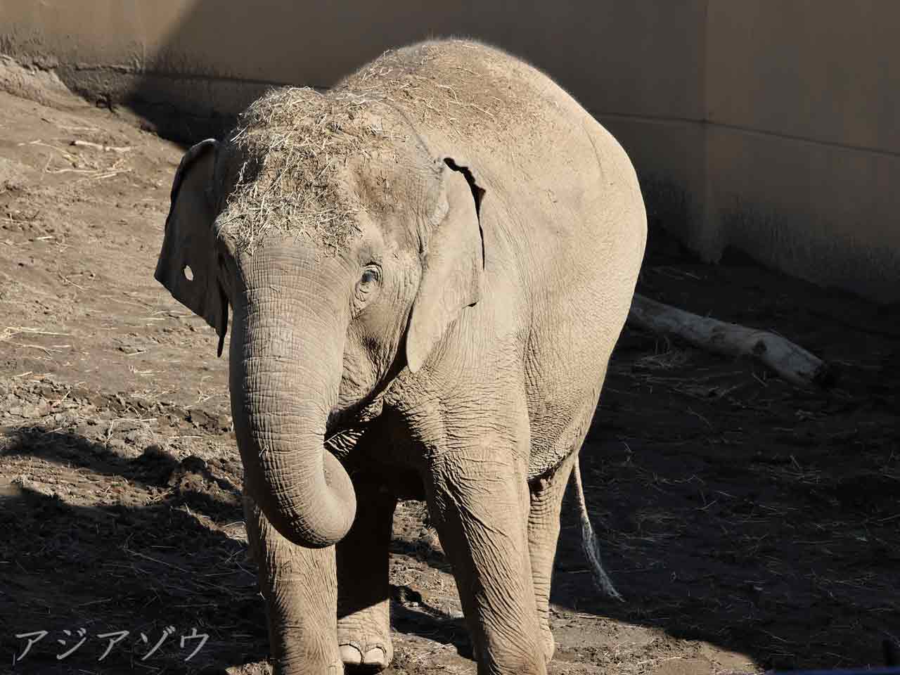 干し草を食べるアジアゾウ