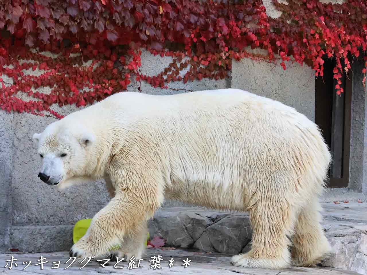 ホッキョクグマ