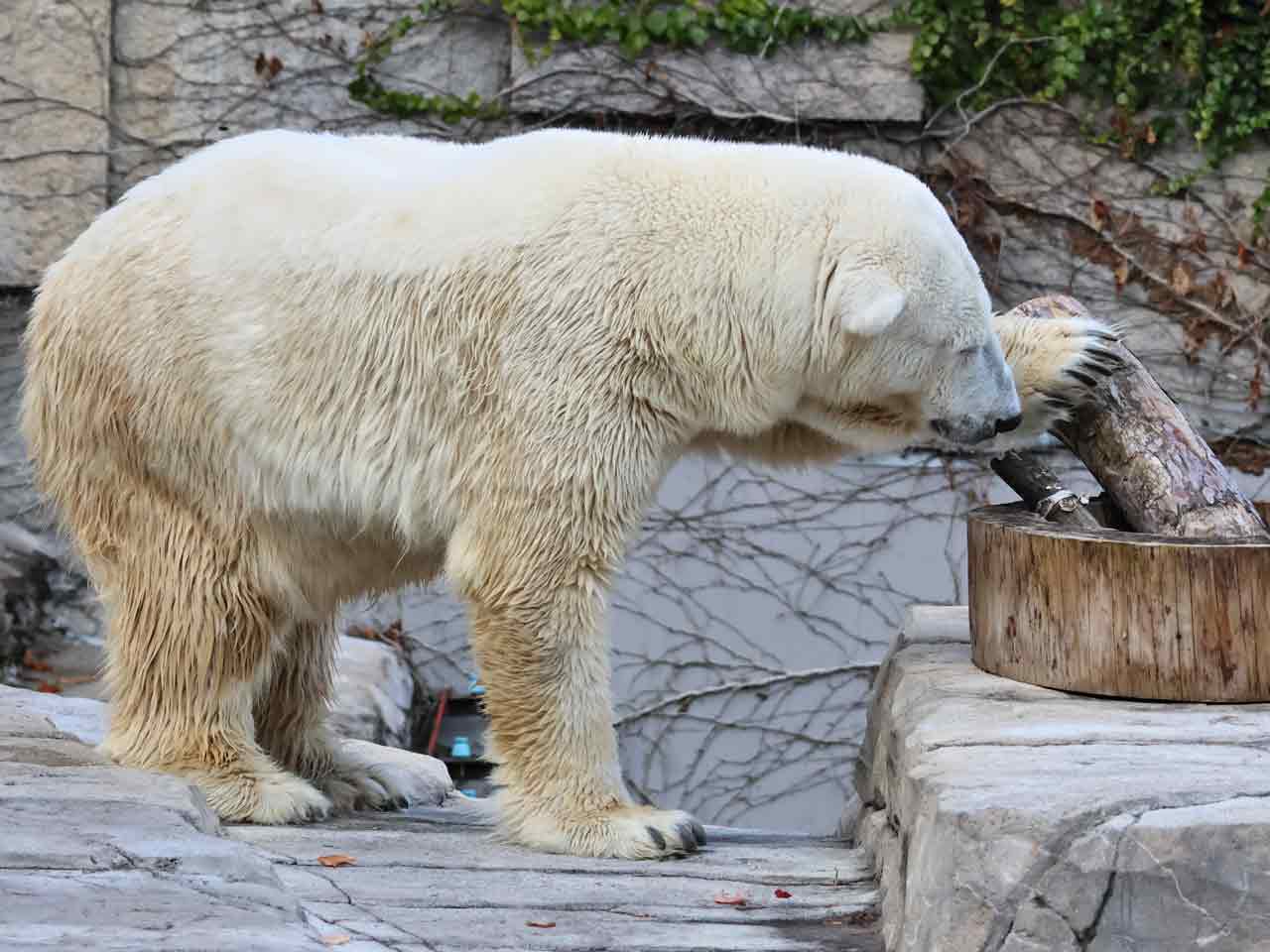 丸太で遊ぶホッキョクグマ