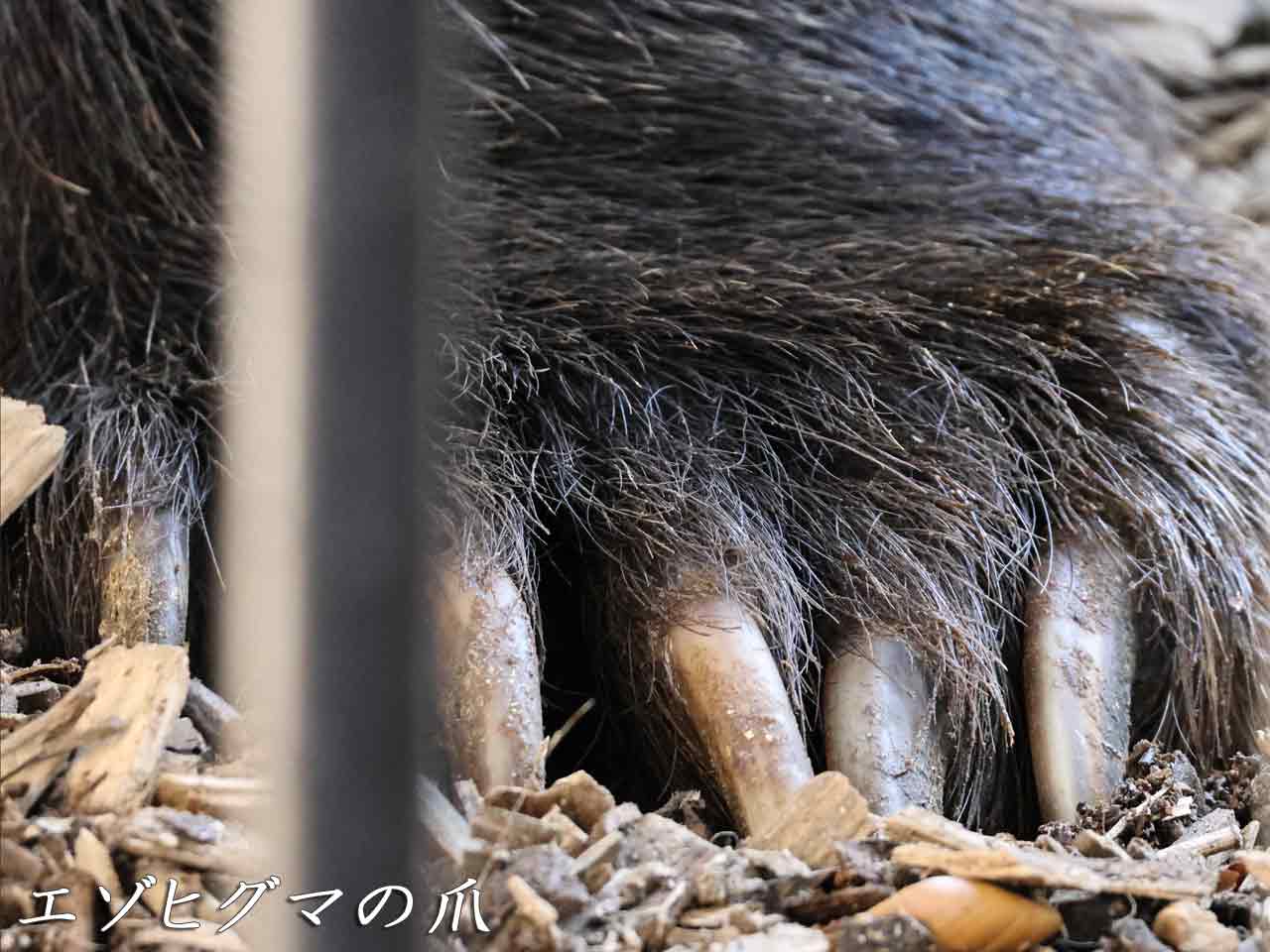 エゾヒグマの爪