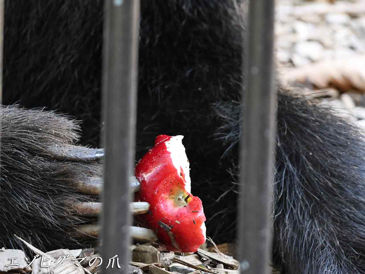 リンゴを食べるエゾヒグマ