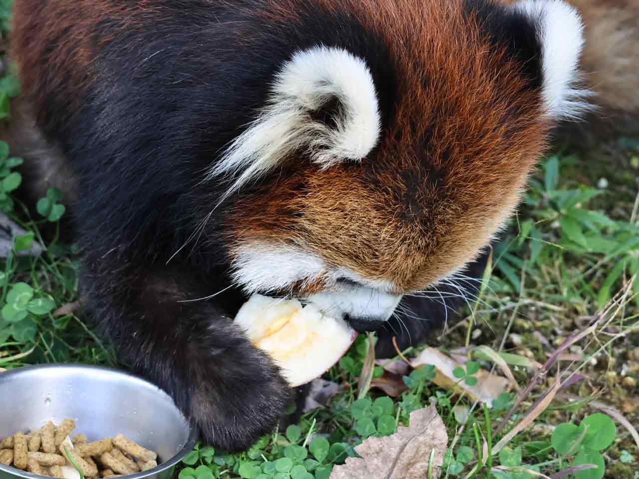 りんごを食べる、レッサーパンダ