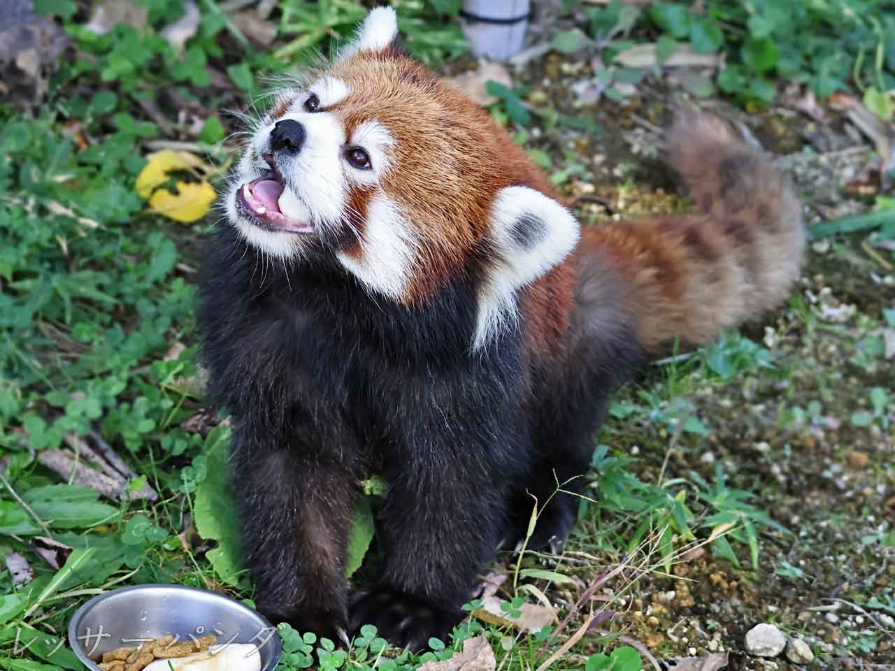 りんごを食べる、レッサーパンダ