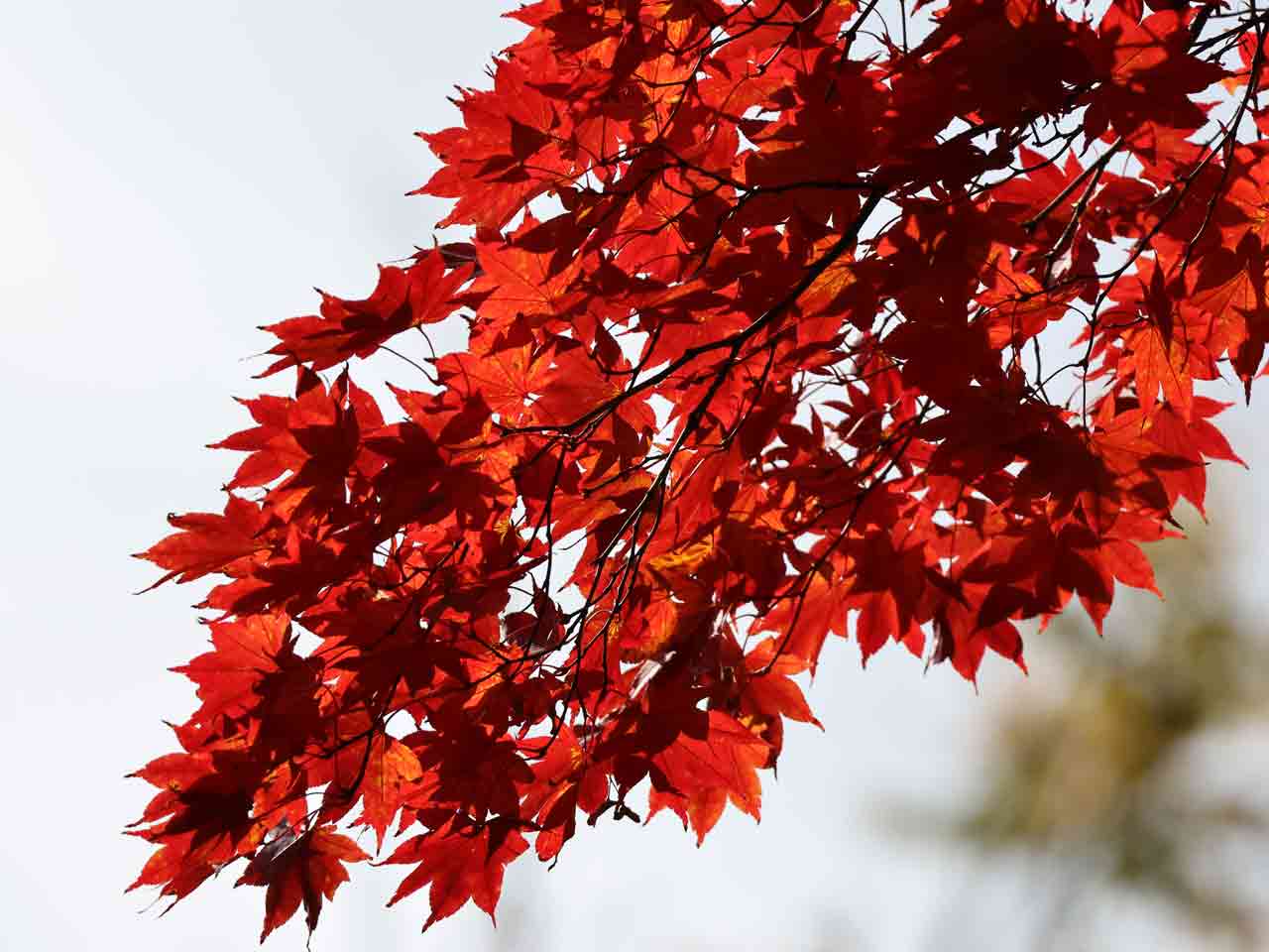 円山公園、紅葉