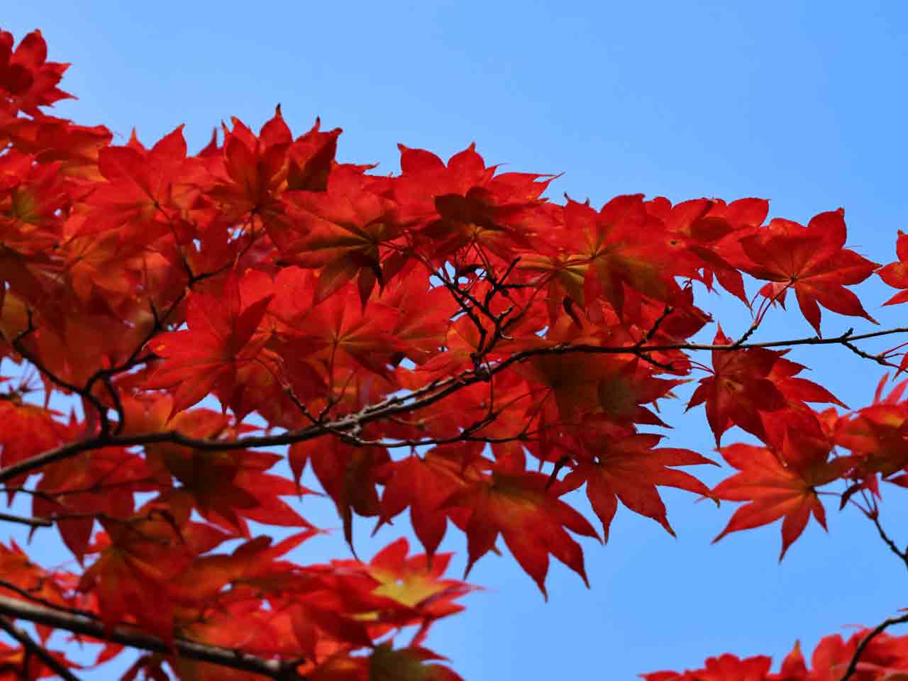 円山公園、紅葉