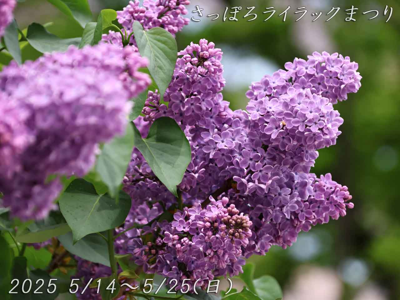 紫のライラク