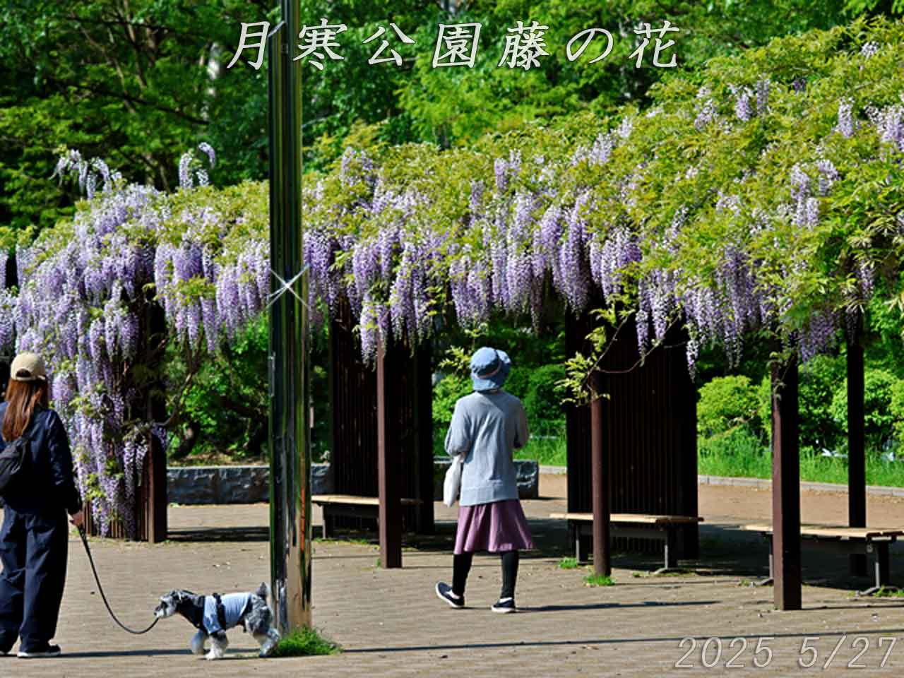 月寒公園、藤の花