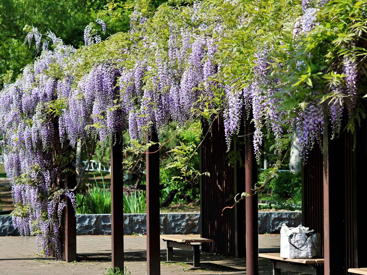 月寒公園、藤の花