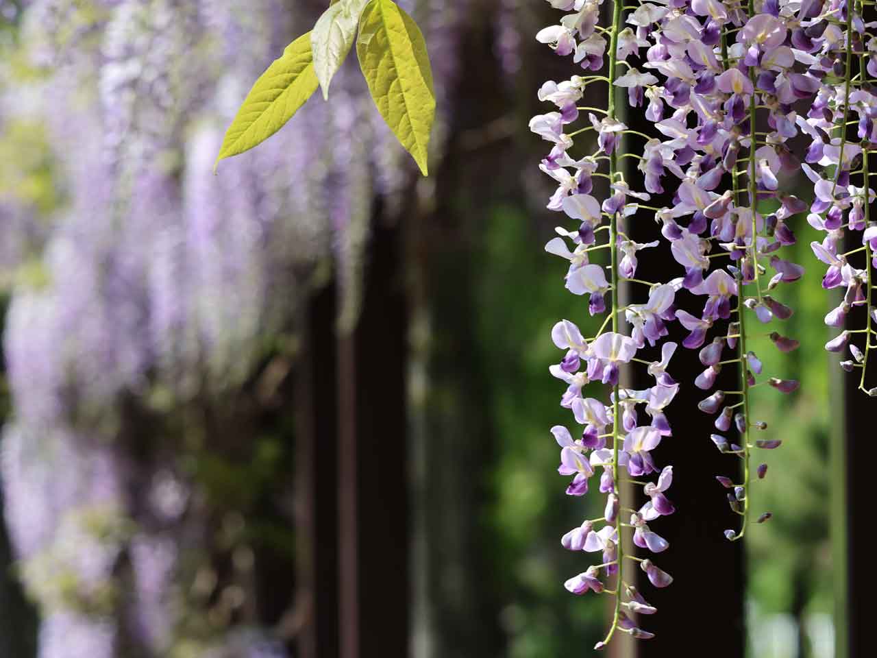 月寒公園、藤の花
