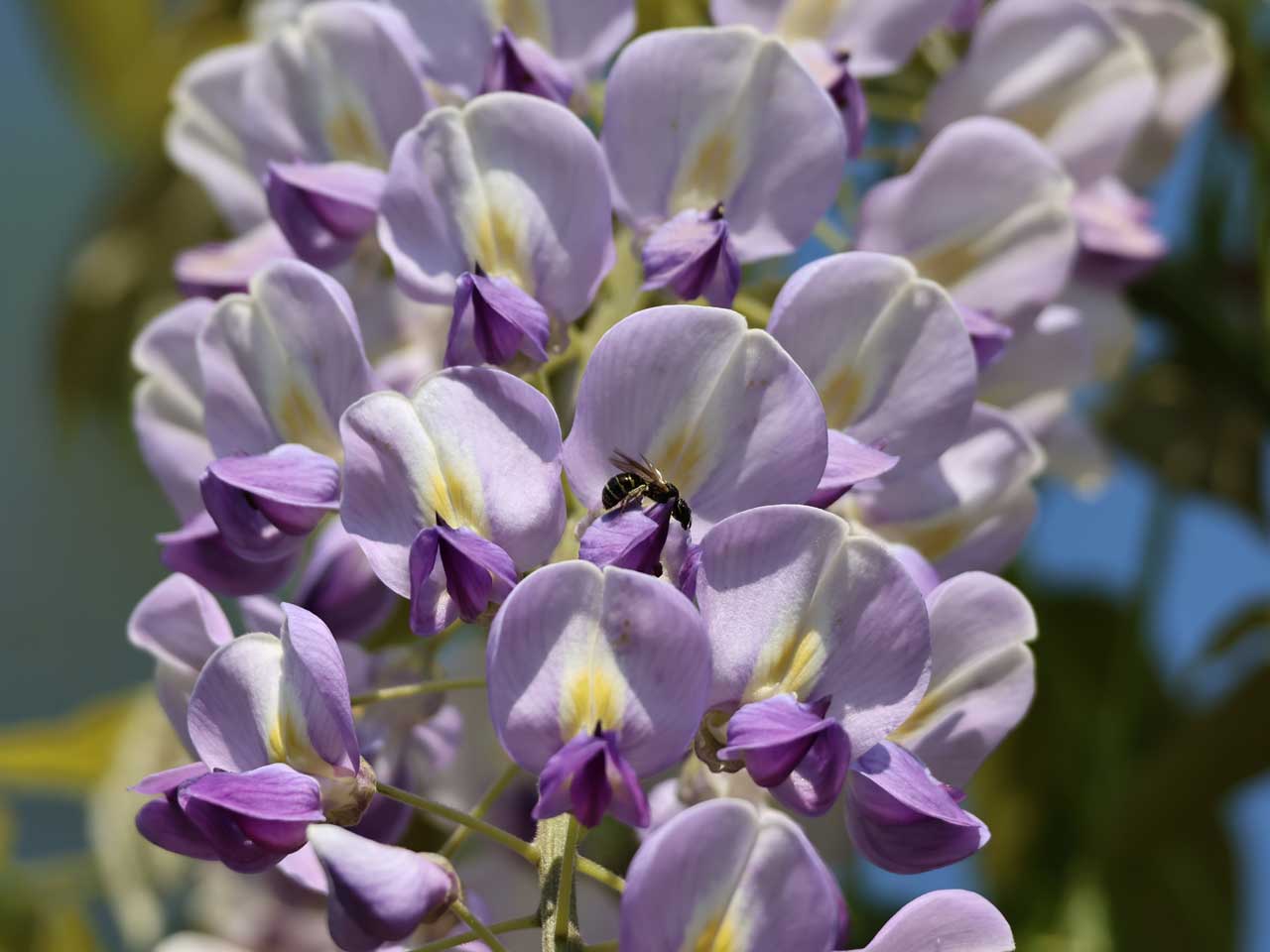 月寒公園、藤の花