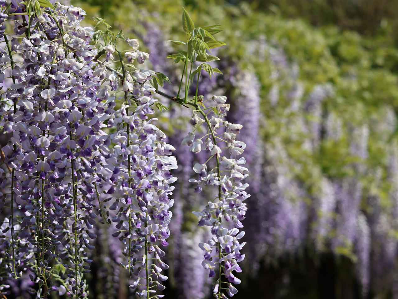 月寒公園、藤の花
