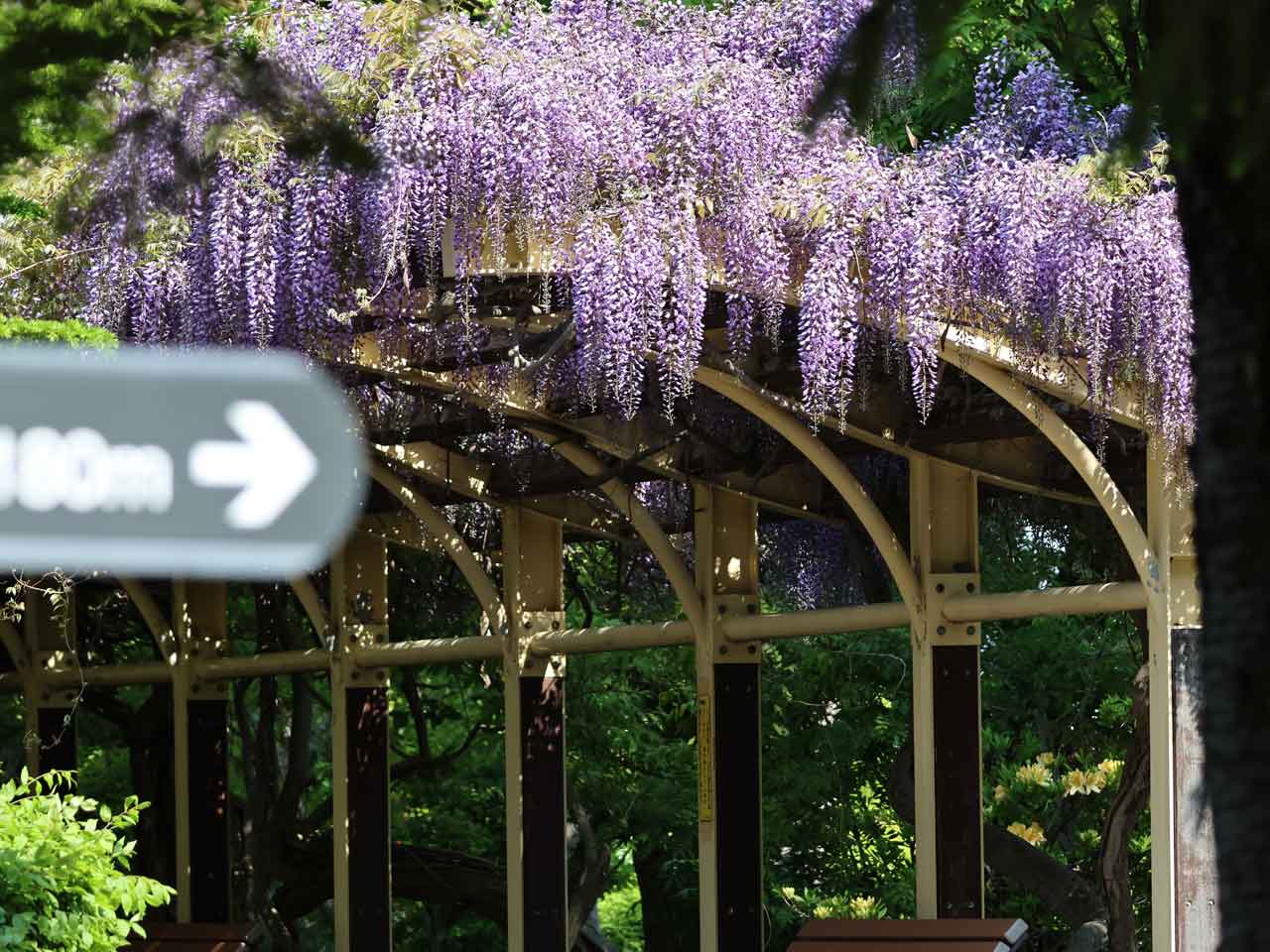 月寒公園、藤の花