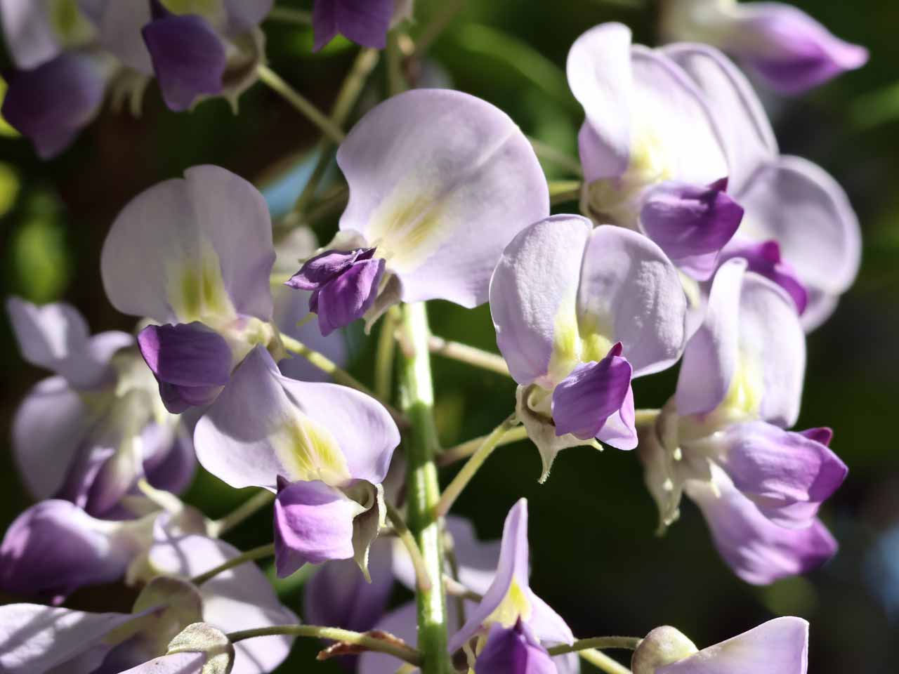 藤の花の作り