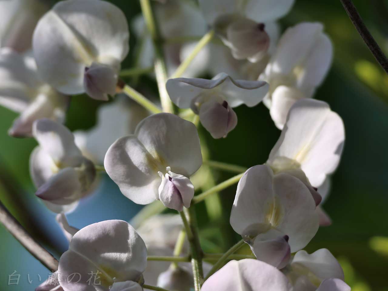 白い藤の花