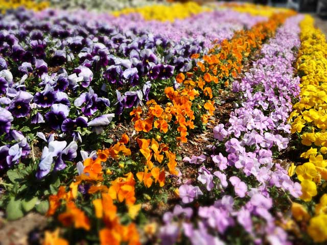 さっぽろテレビ塔の花壇