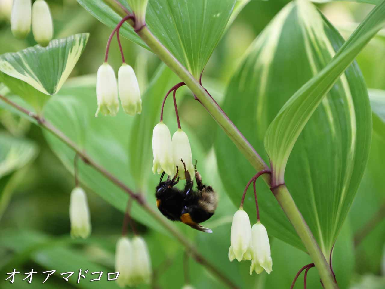 山野草、オオアマドコロ