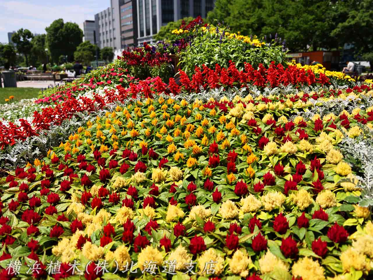 花フェスタ札幌、花壇コンクール