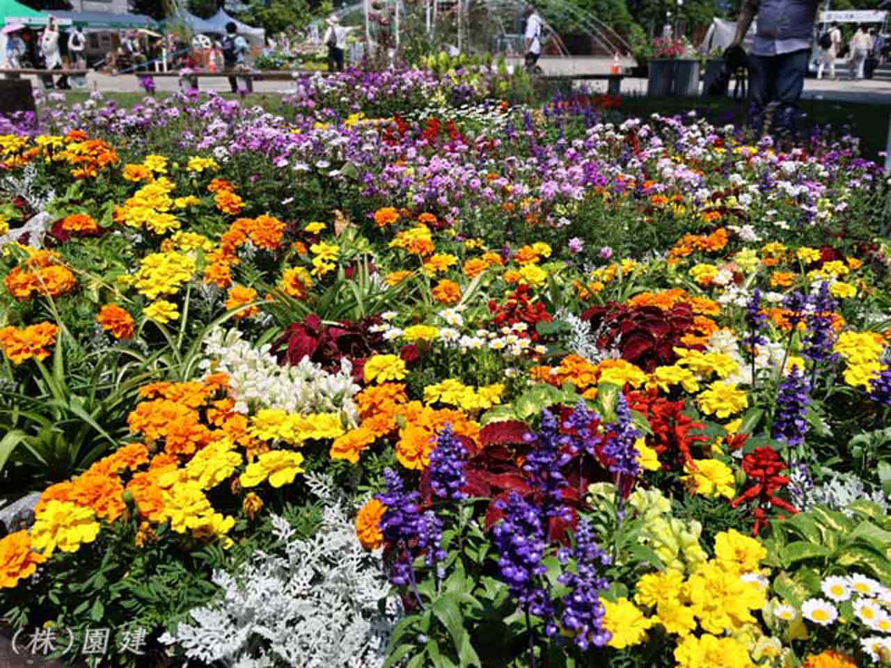 花フェスタ札幌、花壇コンクール
