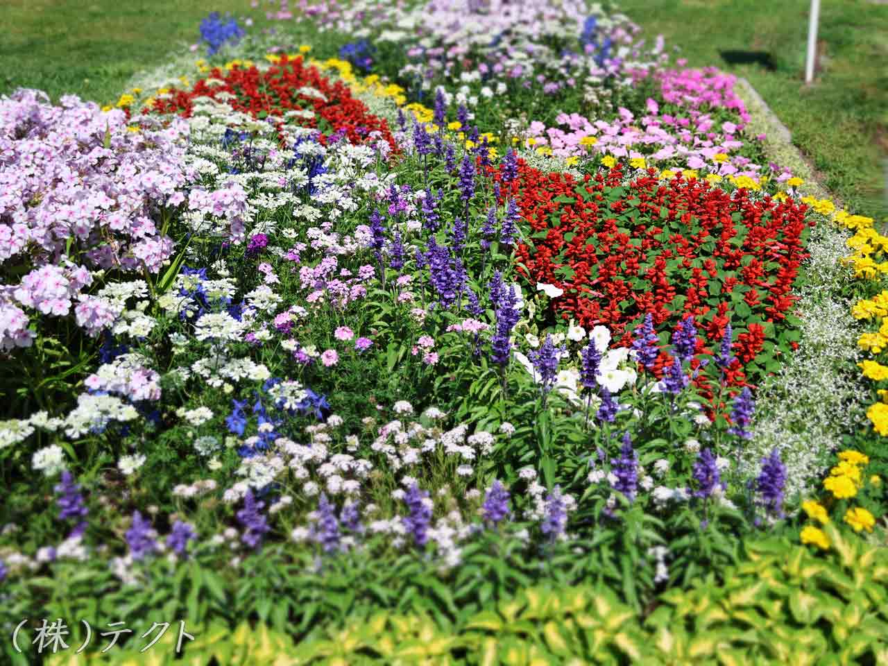 花フェスタ札幌、花壇コンクール