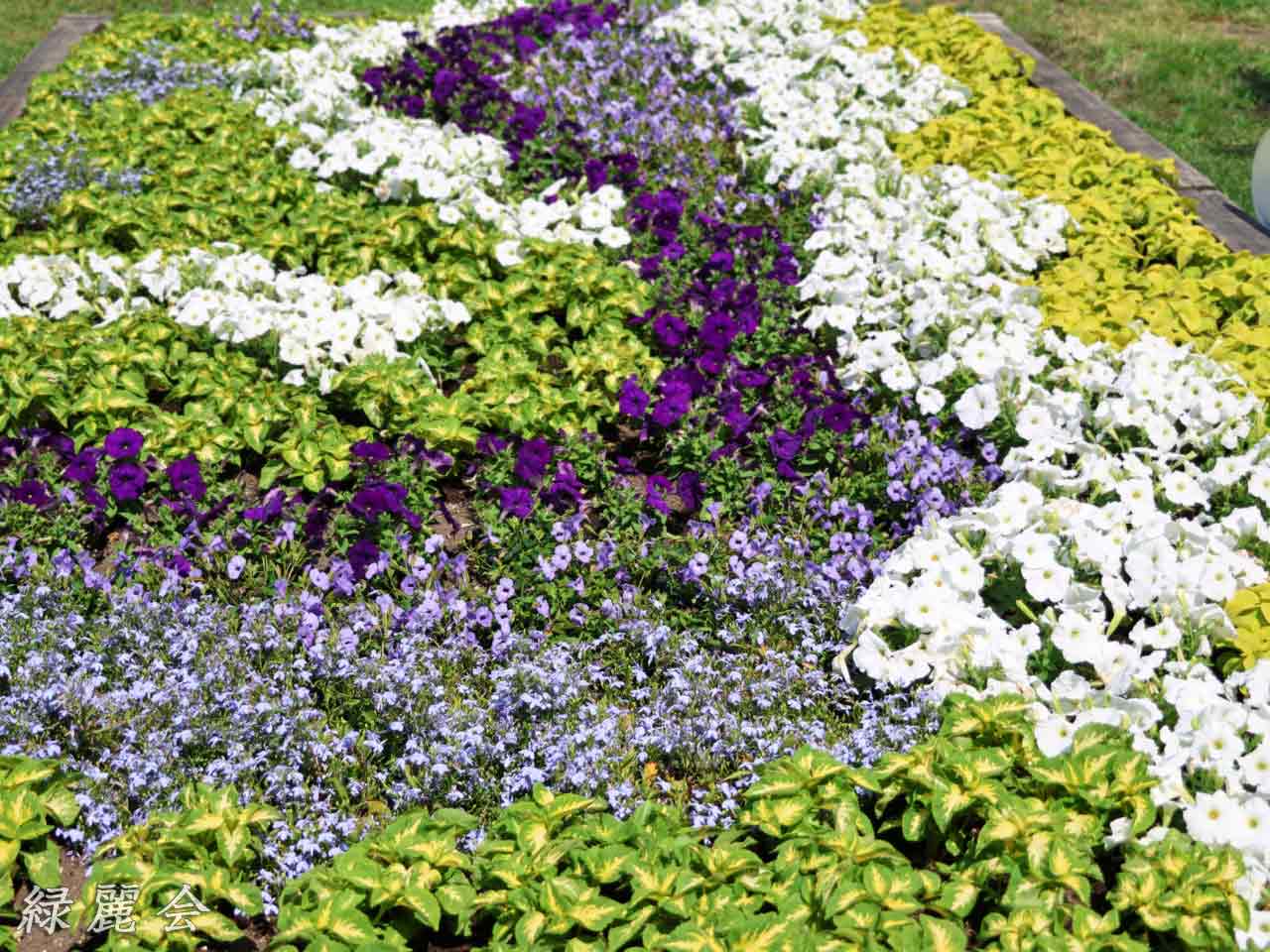 花フェスタ札幌、花壇コンクール
