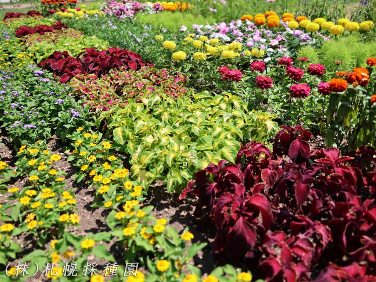 花フェスタ札幌、花壇コンクール