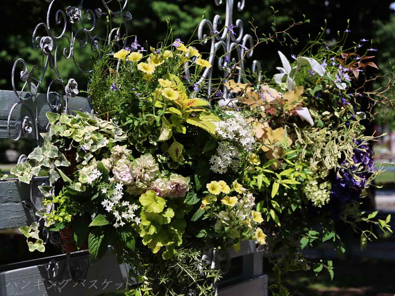 花フェスタ札幌、ハンギングバスケット