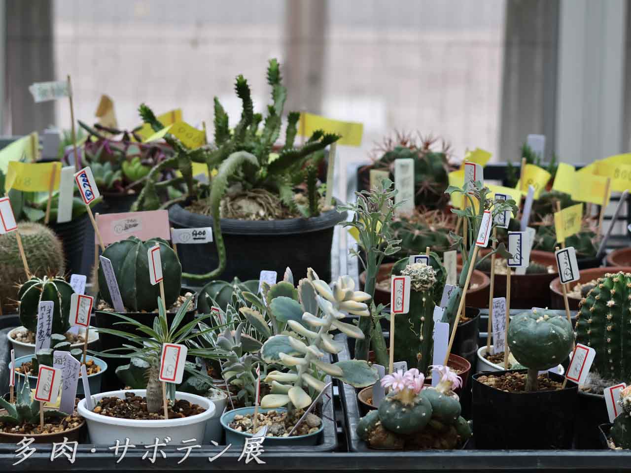 サボテン・多肉植物展