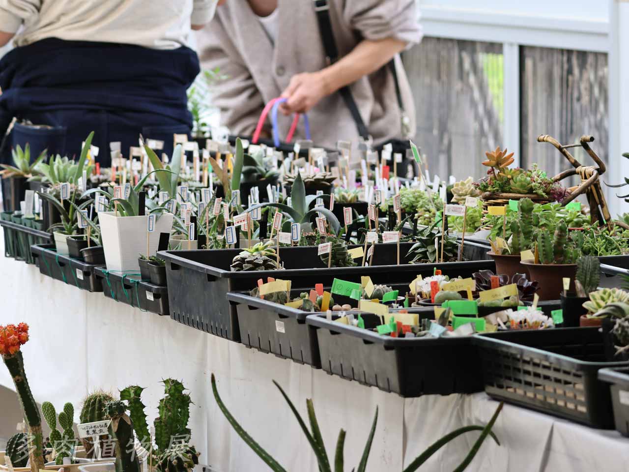サボテン・多肉植物展
