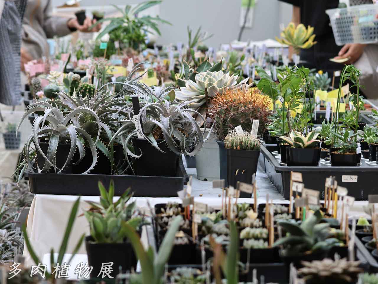 サボテン・多肉植物展