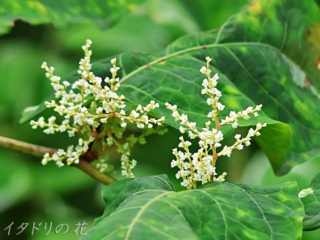 イタドリの花