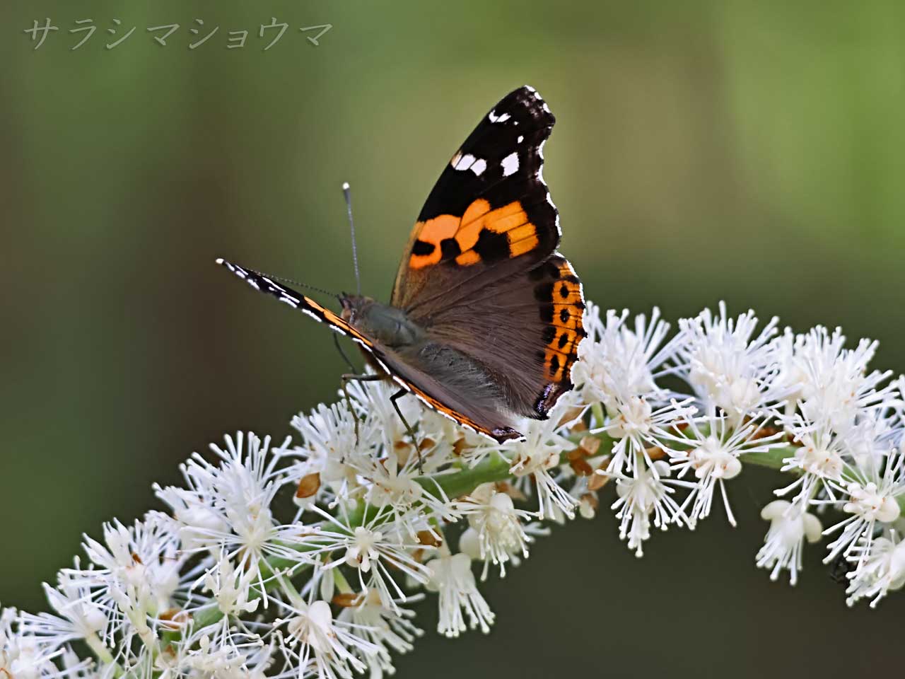 サラシナショウマ
