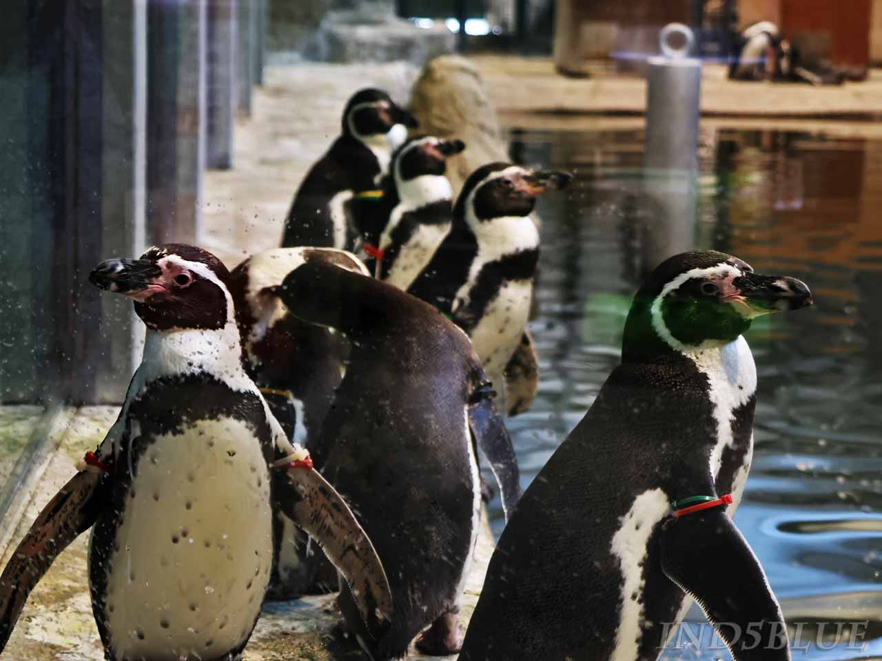 沢山のフンボルトペンギン