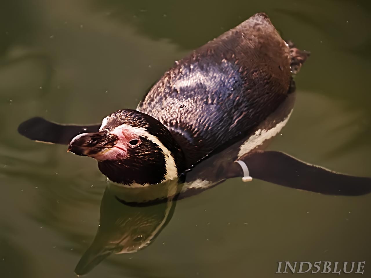 泳ぐ、フンボルトペンギン