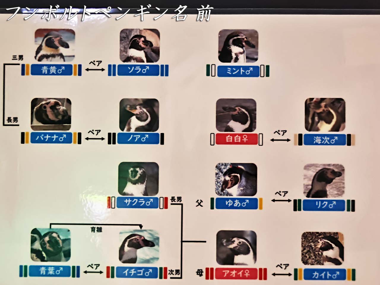 フンボルトペンギンの名前ボード