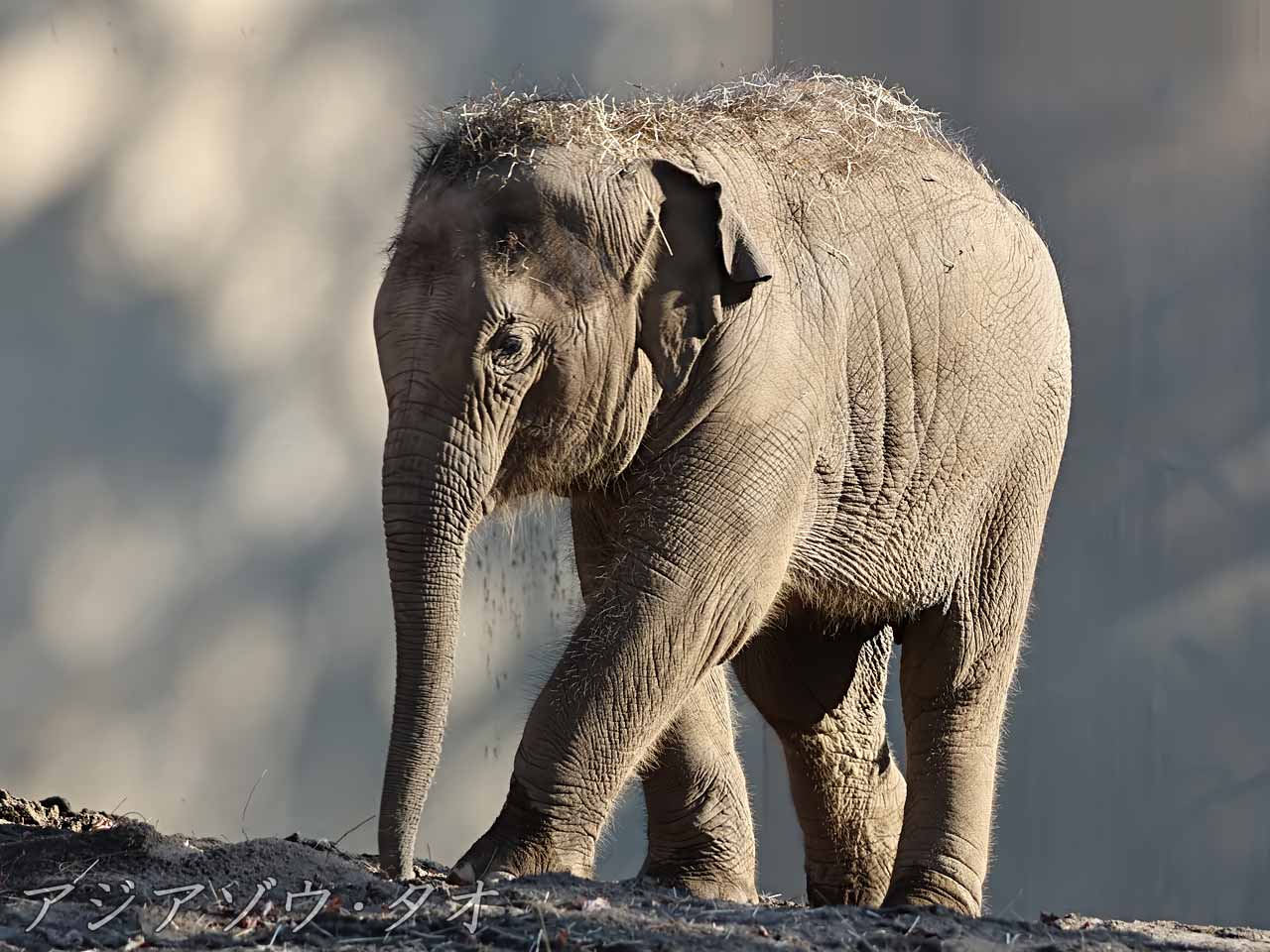 アジアゾウ・タオ(めす)