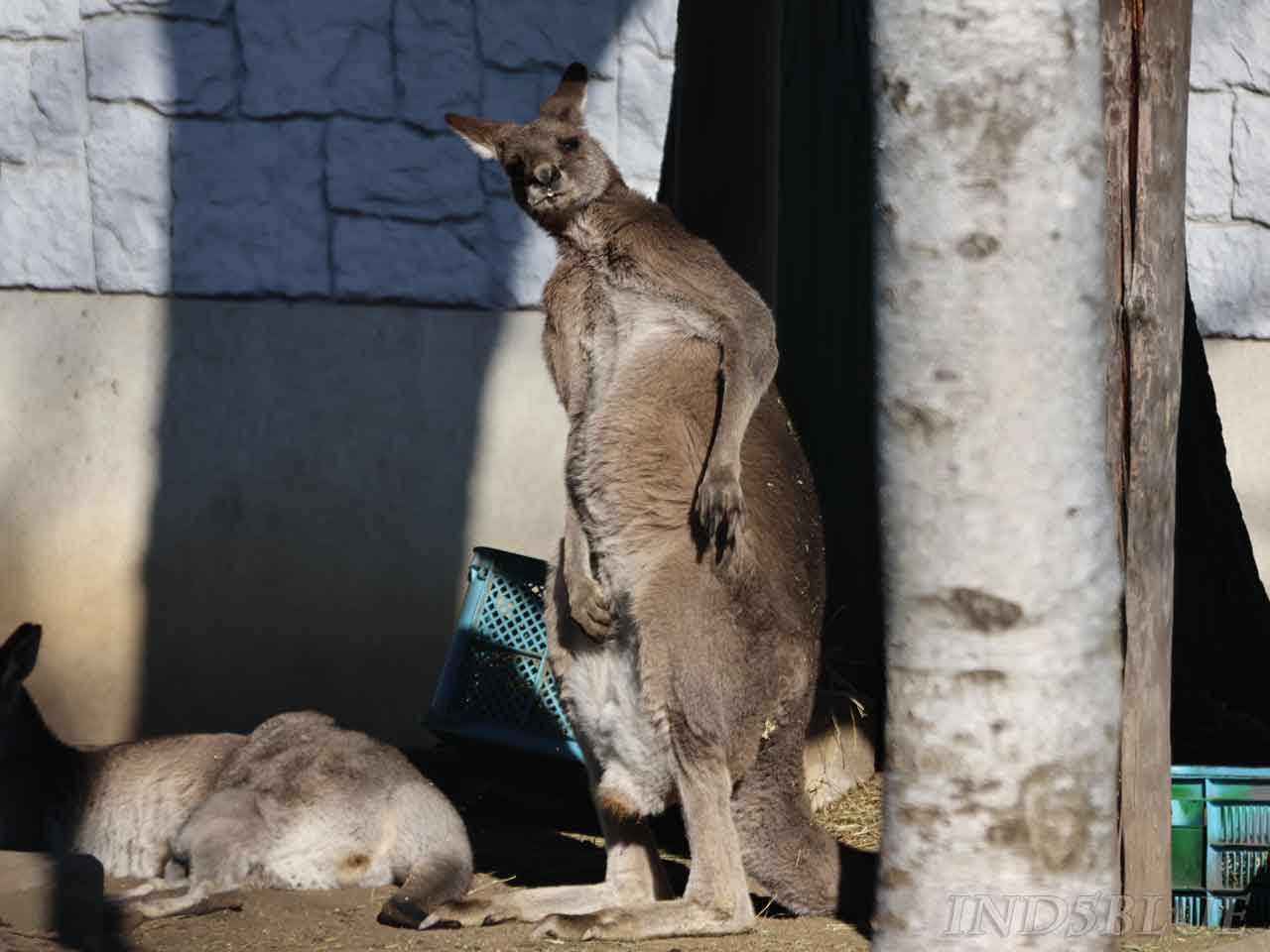 カメラ目線、オオカンガルー