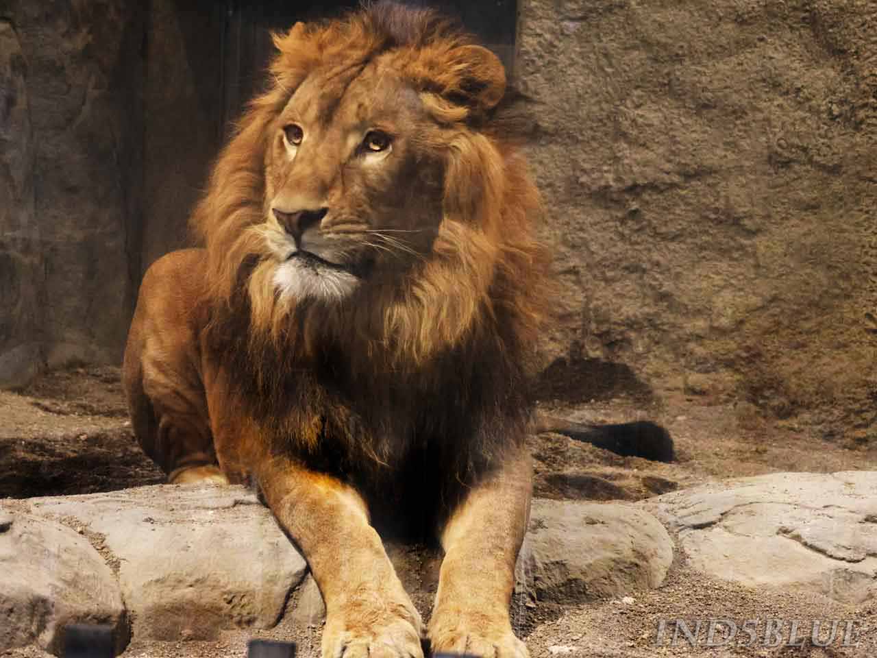 屋内、ライオンのオス
