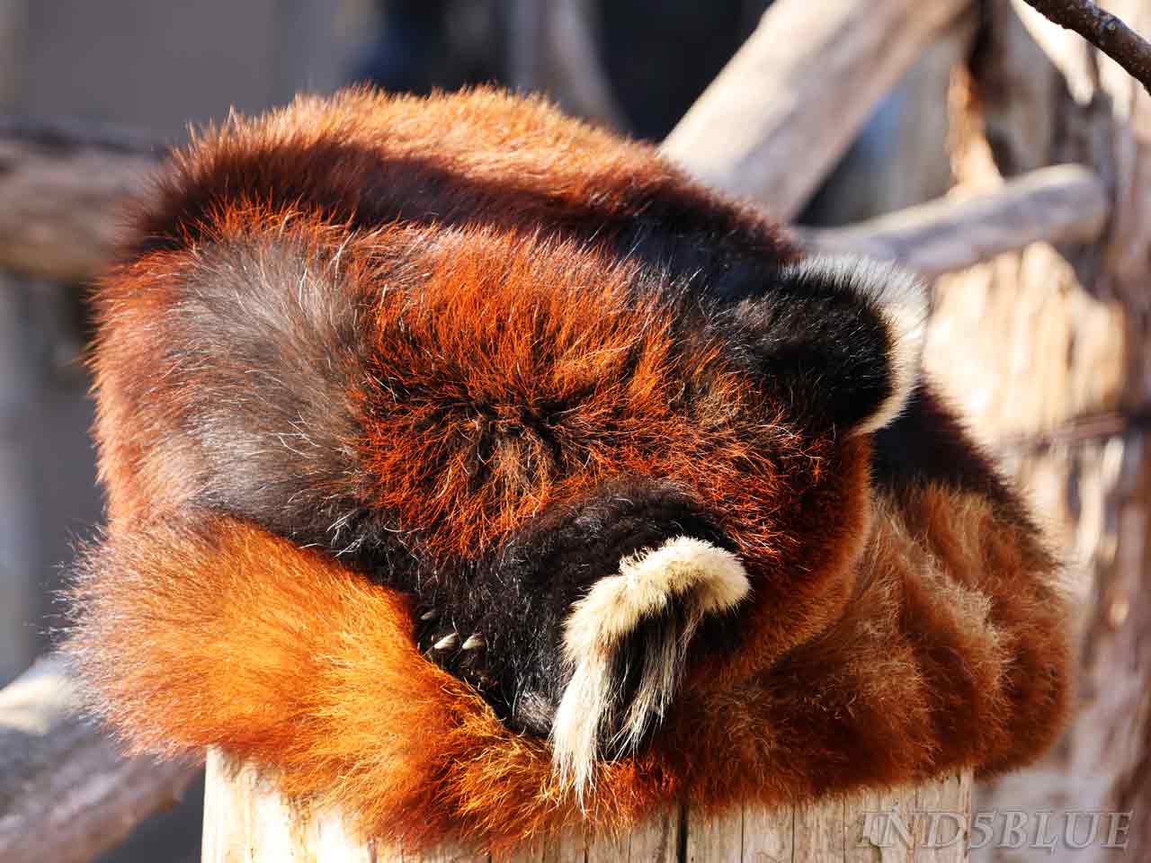 寝ているシンセレッサーパンダ