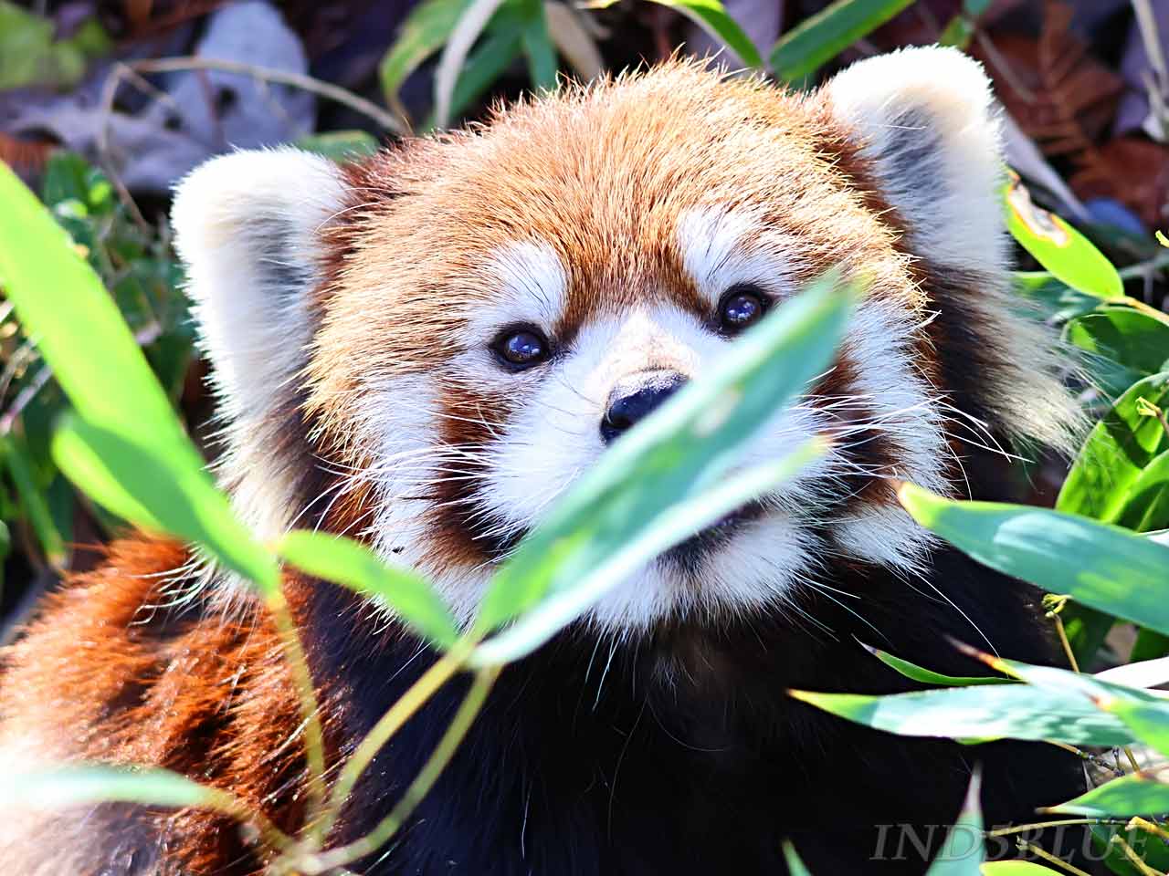 笹の葉を食べようとするレッサーパンダ