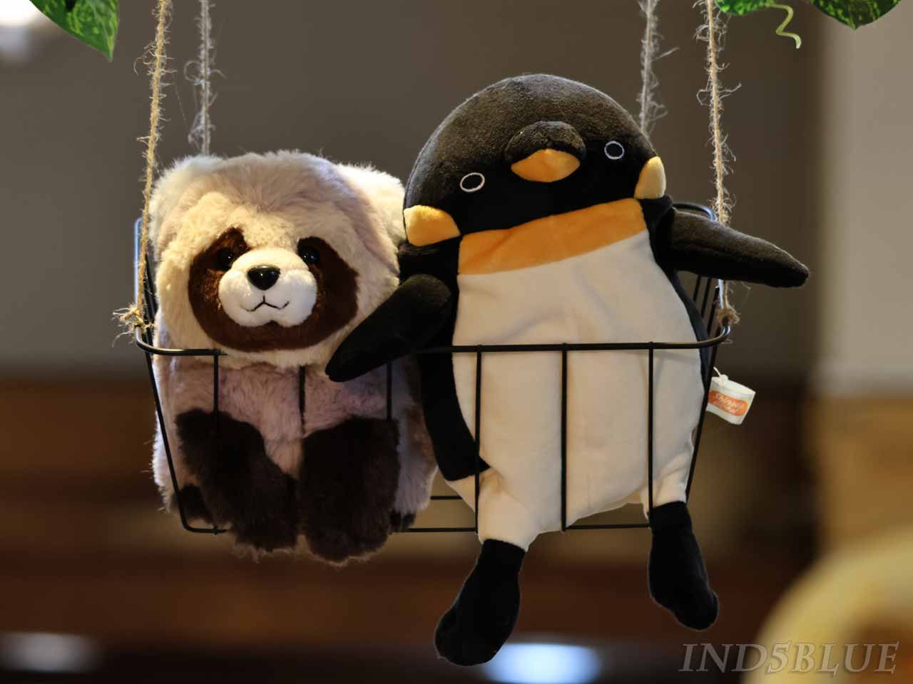 エゾタヌキとペンギン