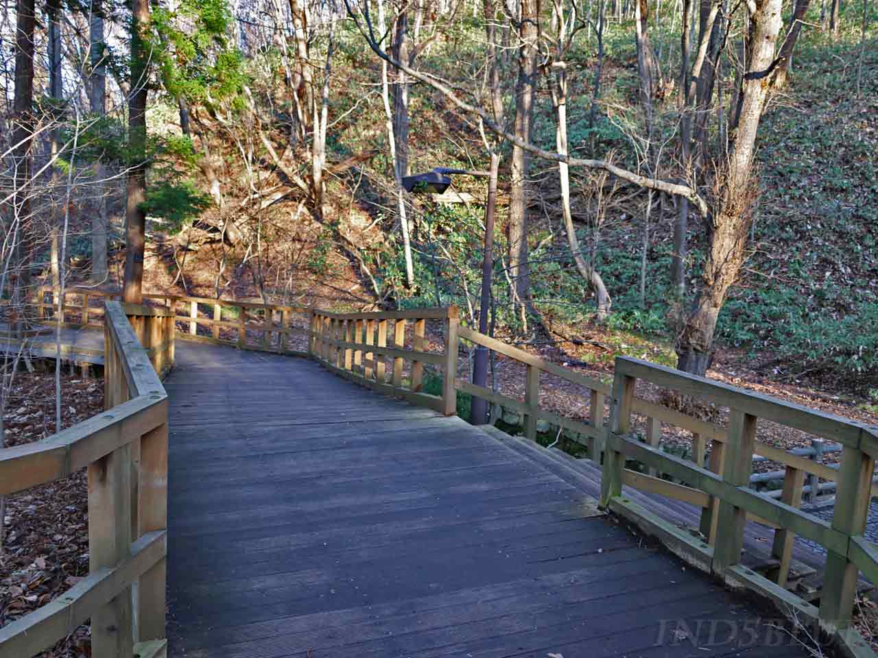 原始林へゆく道