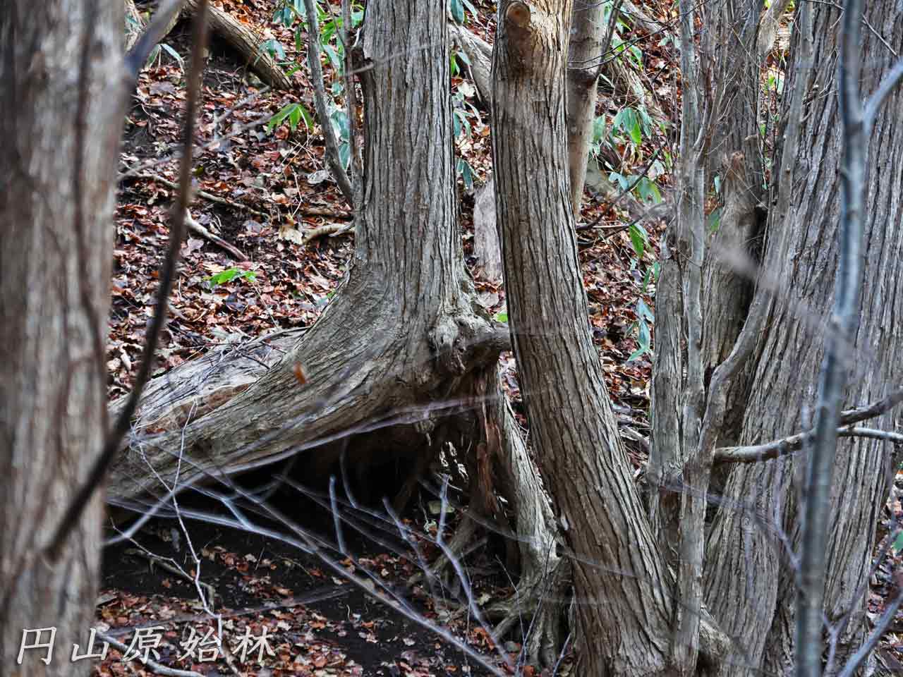 円山原始林