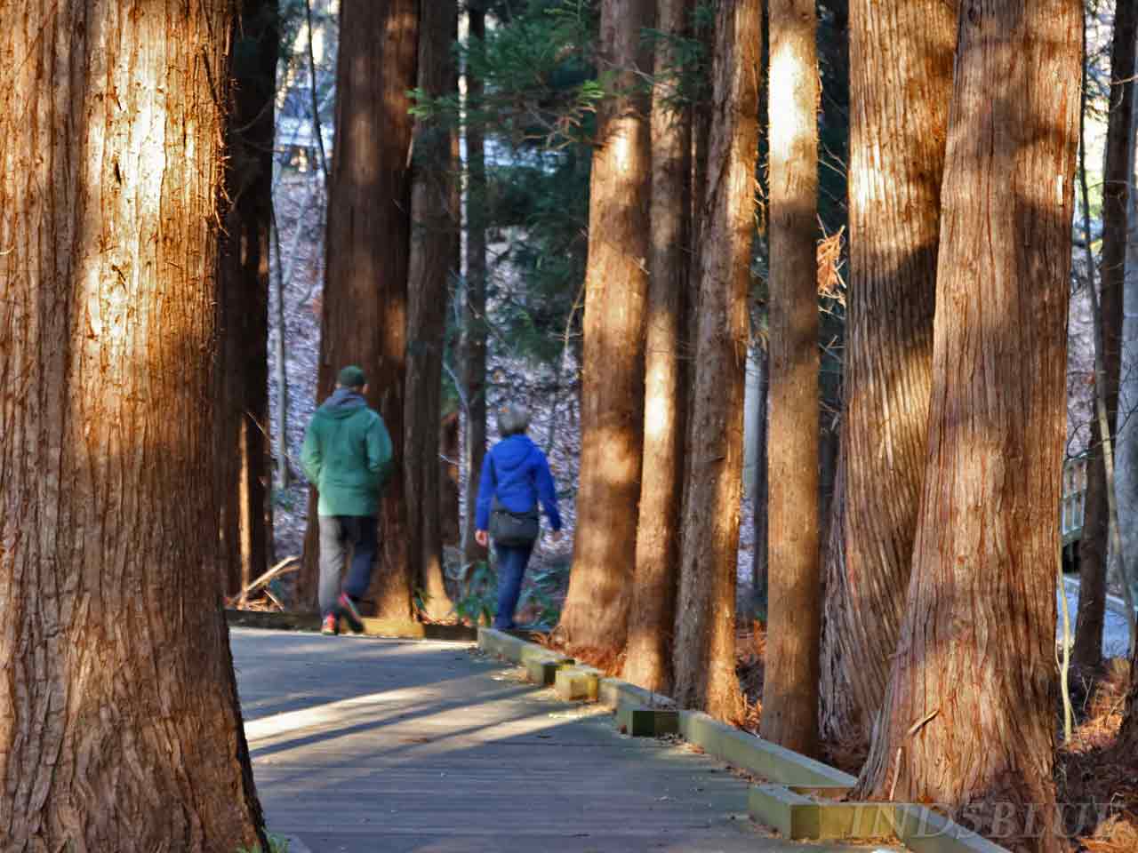 木道は散歩、ウォーキングコース