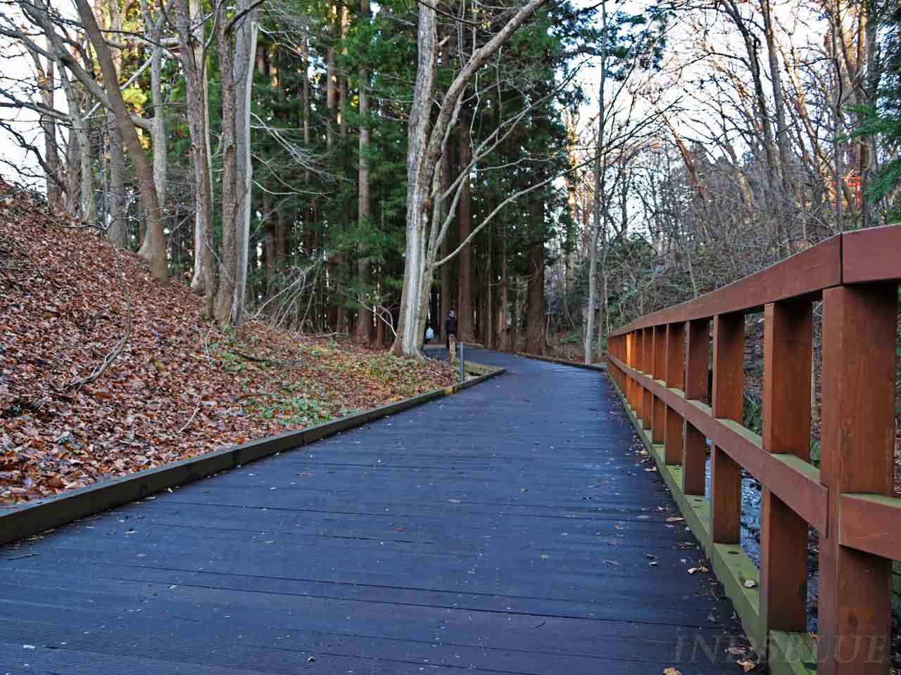 自然を感じる木道