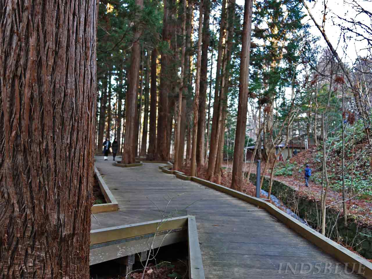 木道の脇は円山登山コース