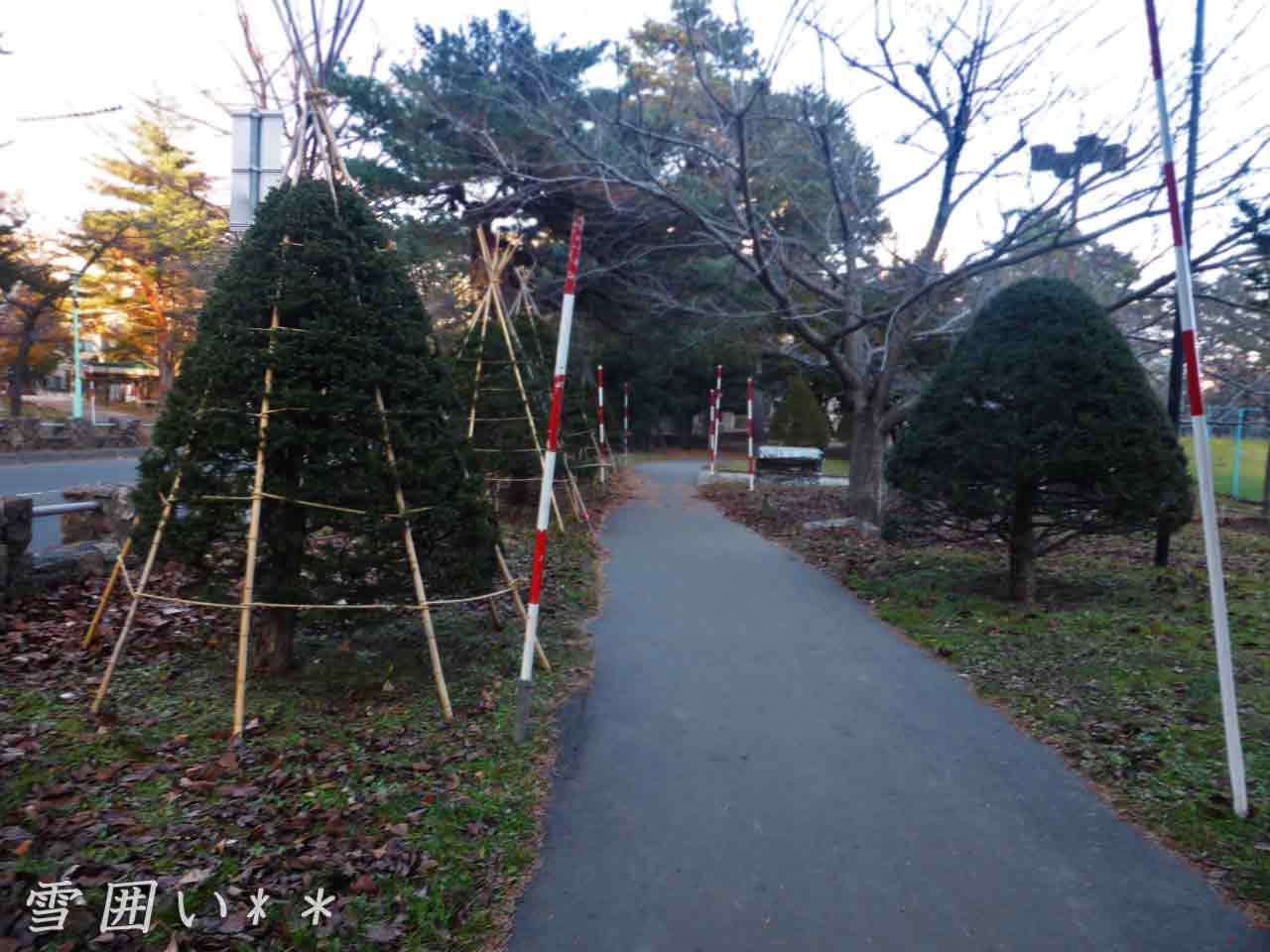 イチイの木に雪囲い
